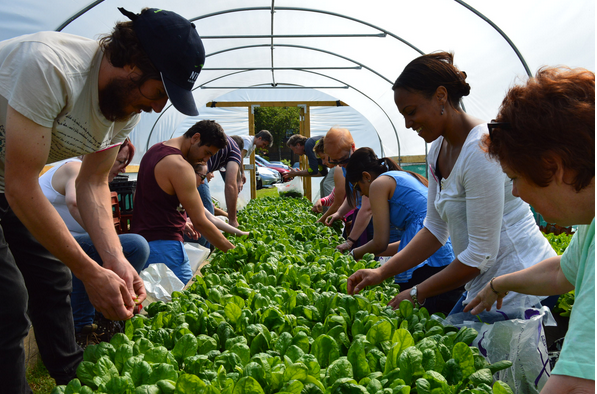 Two rows of people are working on vegetables in between them