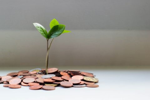 A small plant is growing in the middle of coins