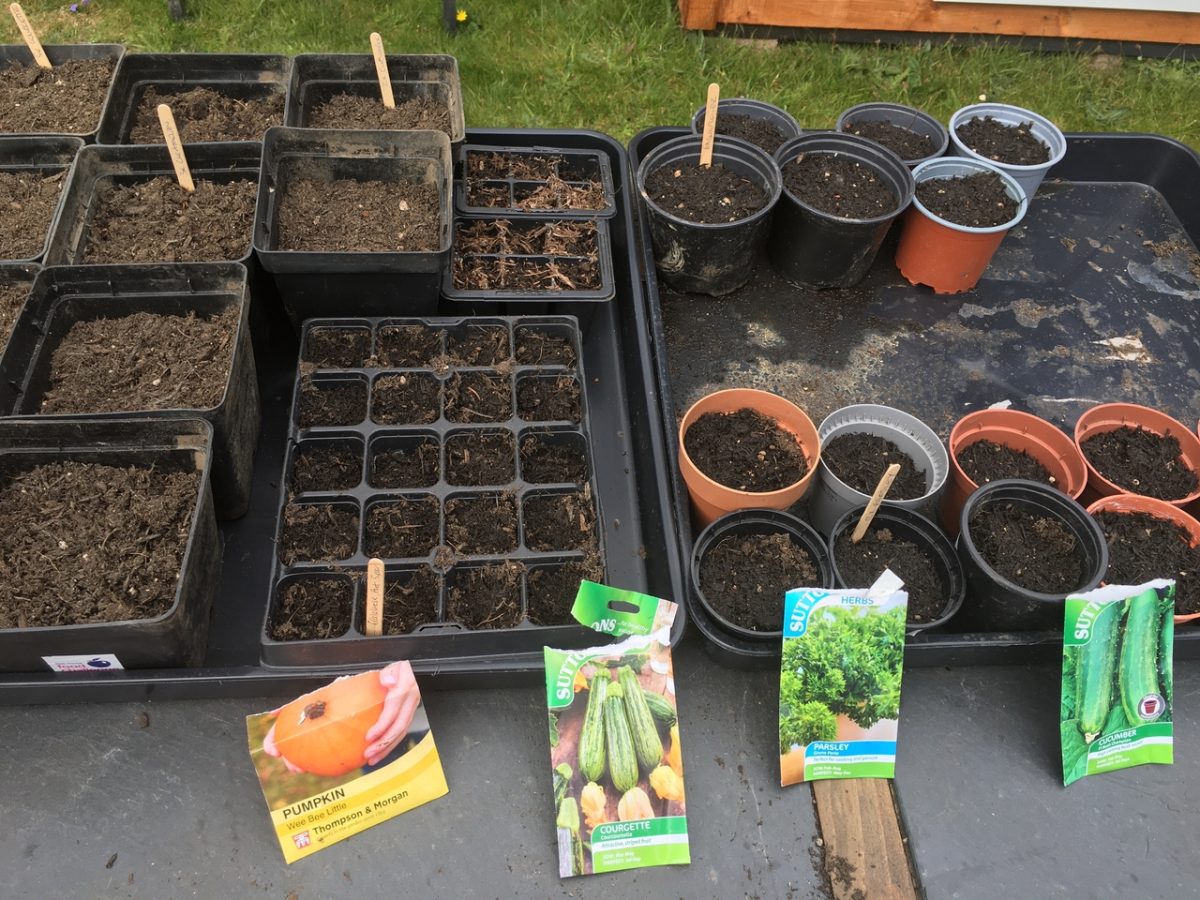 on the floor are black plastic trays fill with soil. packs of seeds are next to them, ready to be sown into the trays