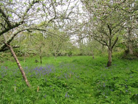 An orchard with trees on the side, plenty of grass and blue flowers