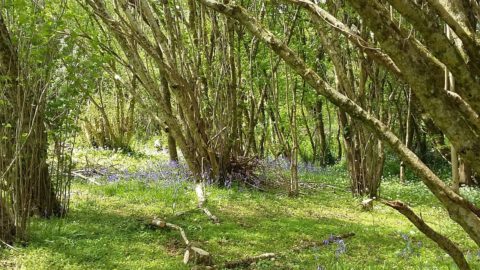 an undergrowth with blue flowers on the floor